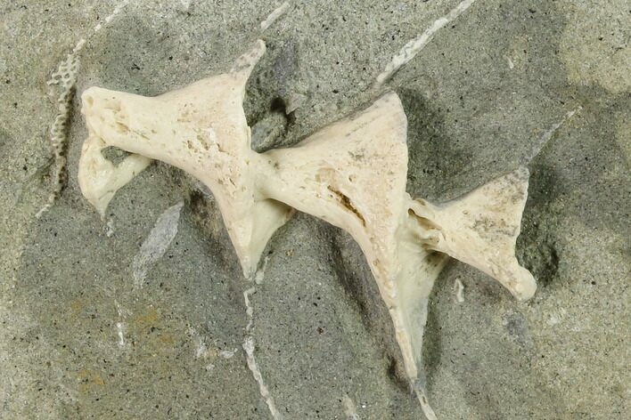 Archimedes Screw Bryozoan Fossil - Illinois #134323